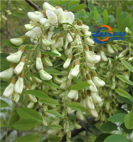 Baisfu Plant Powder 98% colorless crystal Best Quality Of Rhamnose CAS 3615-41-6 L-mannomethylose used in condiment